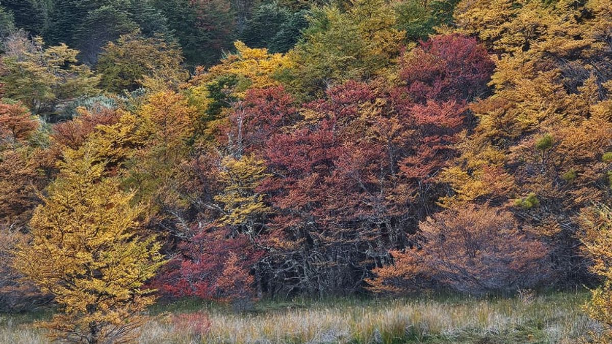 OTOÑO EN MAGALLANES: CAMBIOS EN LA FAUNA Y FLORA MARCAN LA TEMPORADA