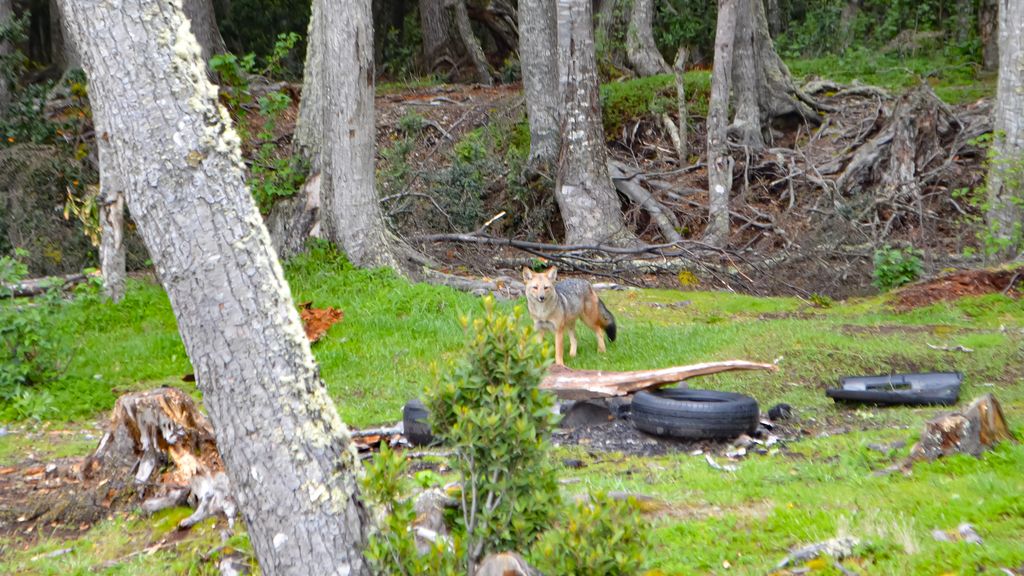 Fiscalizacion San Juan