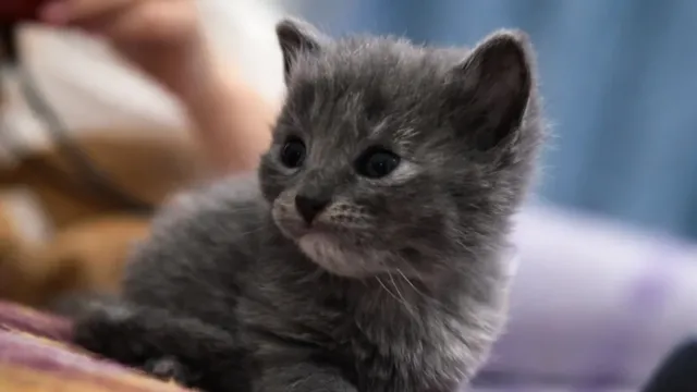 catbinero 1 catbinero 1