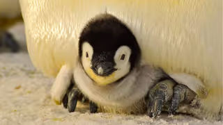 pinguinoemperador pinguinoemperador