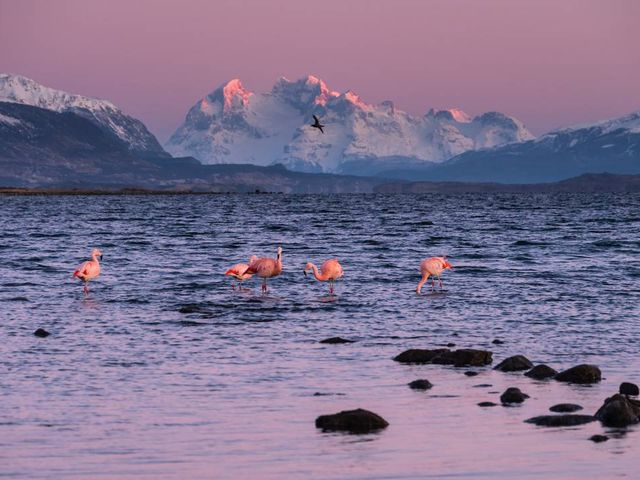 Flamingos in Puerto Natales (4 de 1)_resultado Flamingos in Puerto Natales (4 de 1)_resultado