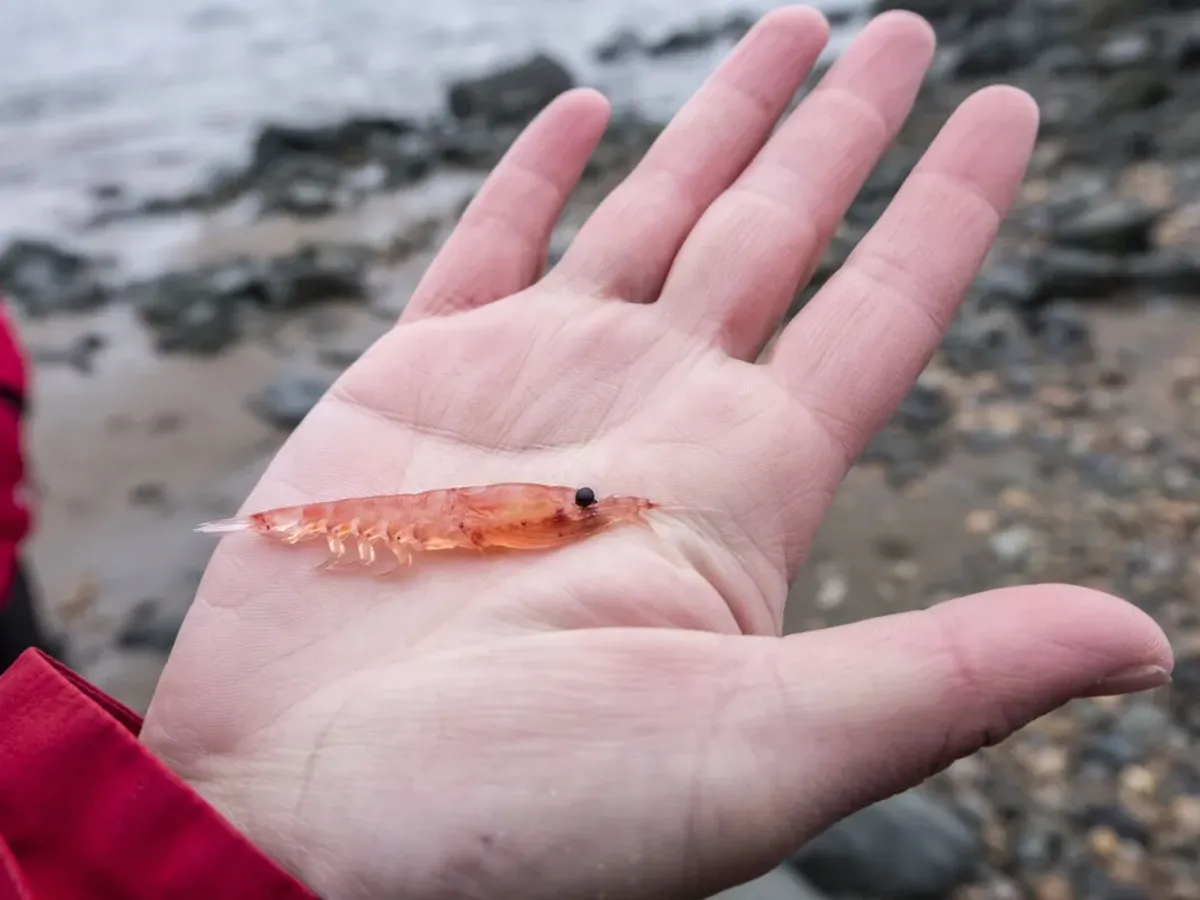 15111-krill