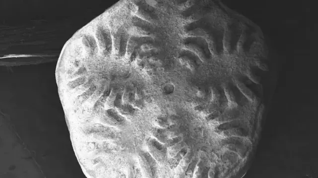 fosil-1-750x400 fosil-1-750x400