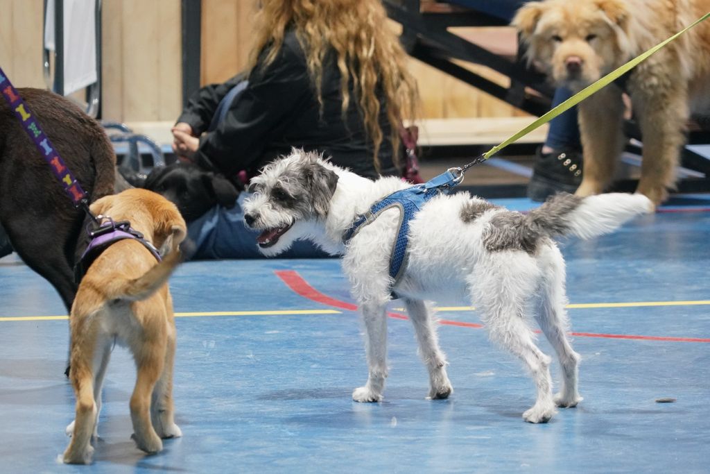 Primer operativo canino del año (8) Primer operativo canino del año (8)