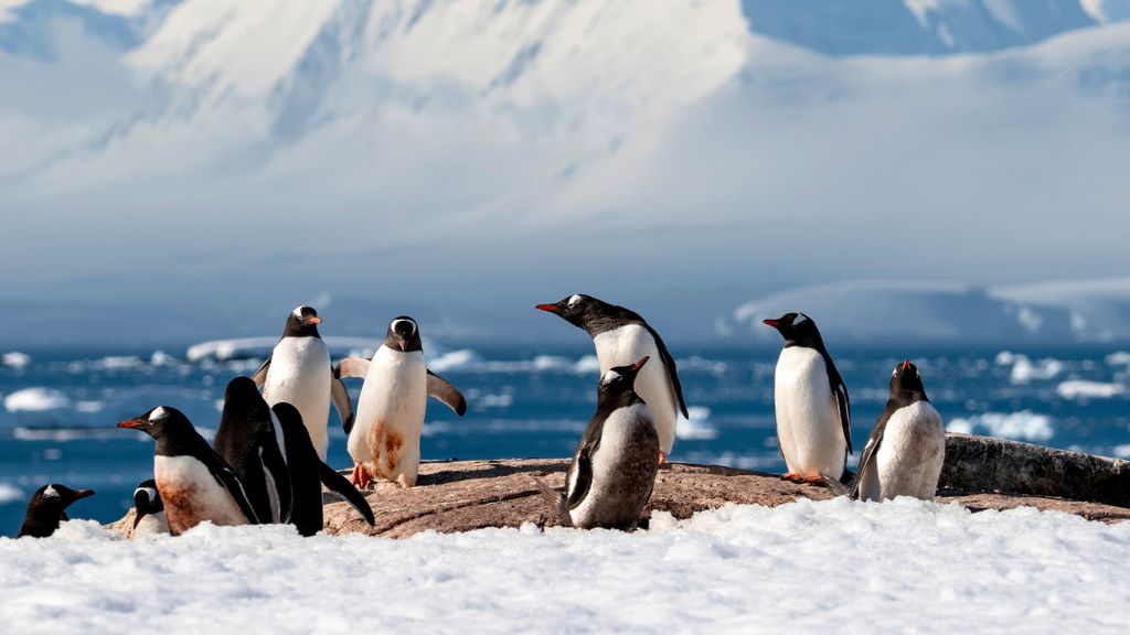 PINGÜINOS PINGÜINOS