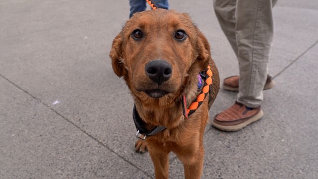 JORNADA DE ADOPCIÓN (2)