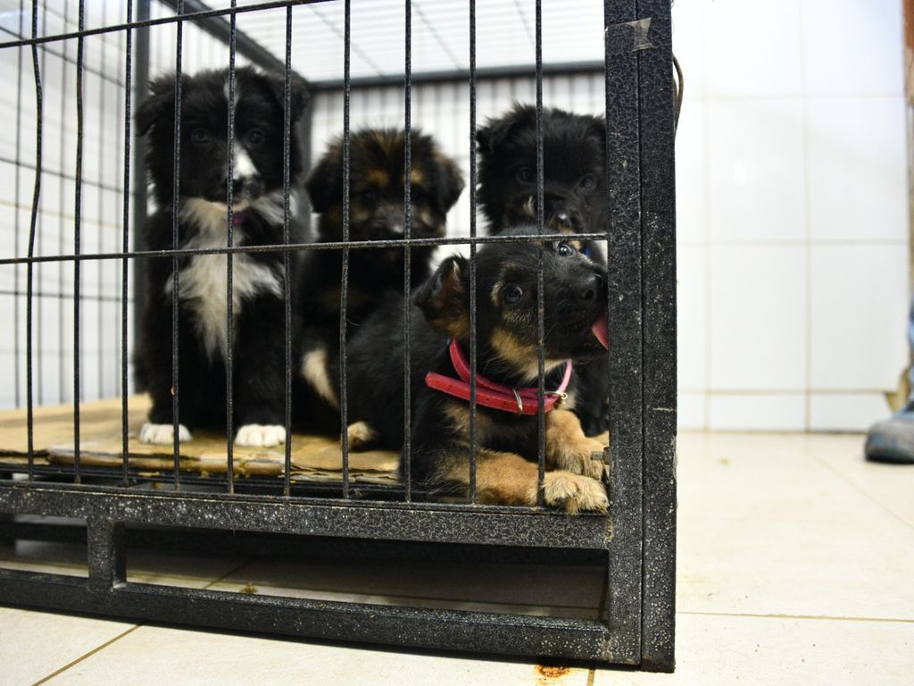 CACHORROS ABANDONADOS (5) CACHORROS ABANDONADOS (5)