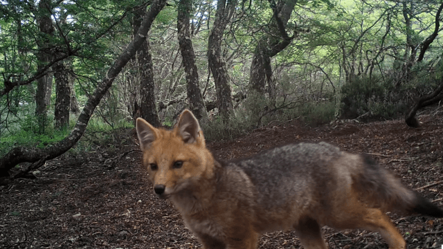 Zorro Culpeo, Laguna Parrillar