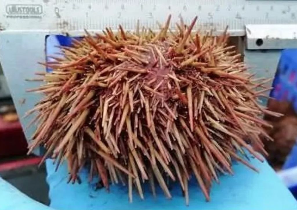 62902-extra-large-standard-q100 62902-extra-large-standard-q100