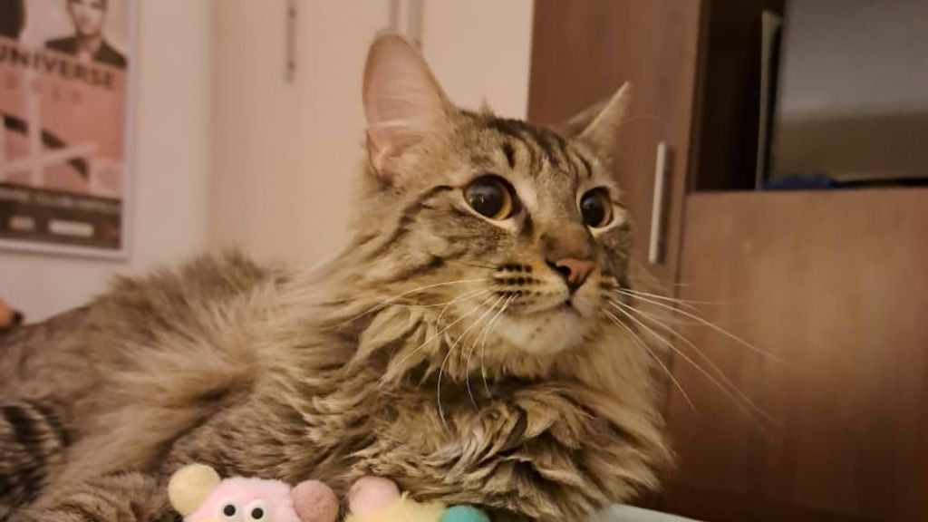 Foto gato