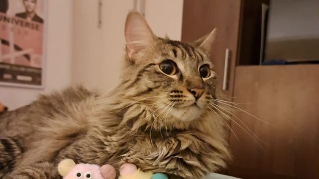 Foto gato