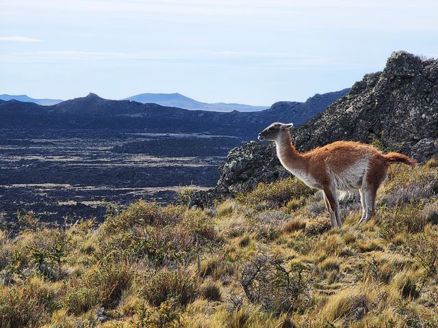 Guanacos en Pali Aike (Foto Luna Pérez) Guanacos en Pali Aike (Foto Luna Pérez)