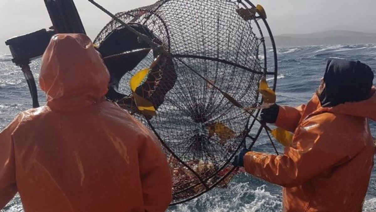 IFOP INICIA MONITOREO DE LA PESCA DE CENTOLLA EN LA REGIÓN DE MAGALLANES