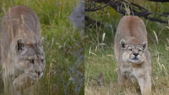 rupestrepuma rupestrepuma