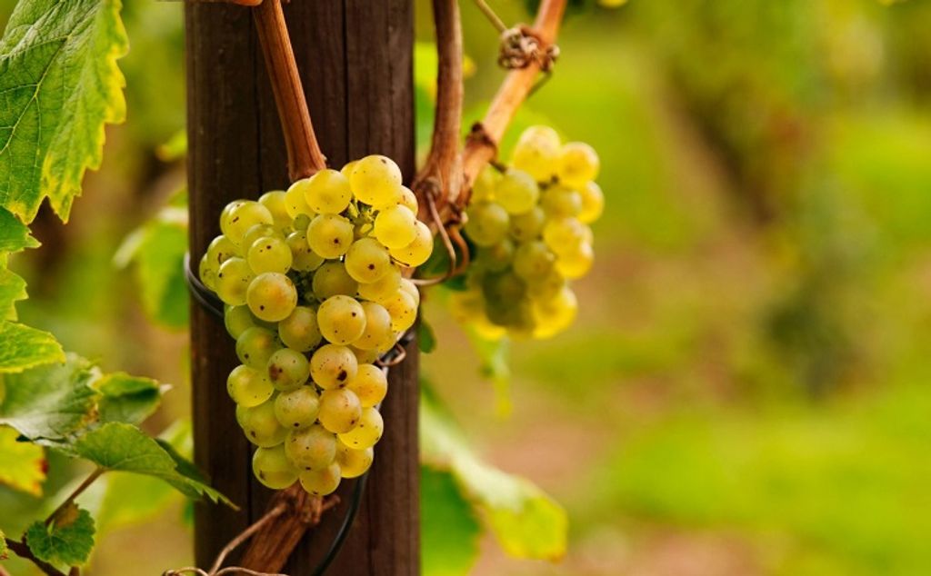 Riesling Riesling
