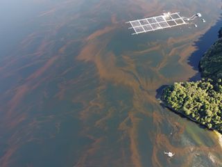 Algas Nocivas Algas Nocivas