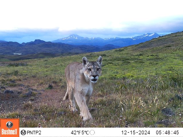 Puma hembra (Puma concolor) Parque Nacional Torres del Paine