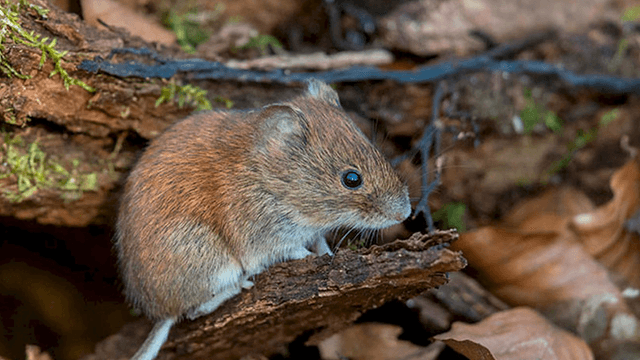 HANTAVIRUS HANTAVIRUS