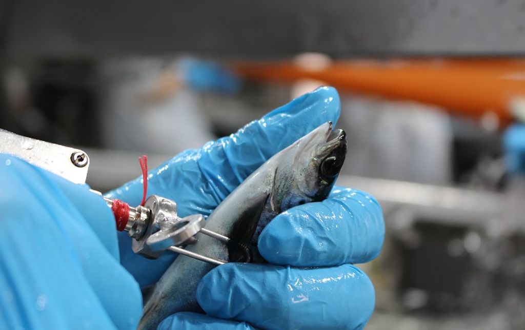 Vacunas (3) Vacunas (3)