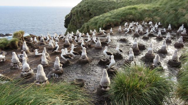 Aves-marinas-7 Aves-marinas-7