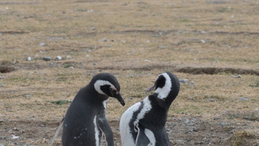 Captura-de-pantalla_15-10-2024_223621_laprensaaustral Captura-de-pantalla_15-10-2024_223621_laprensaaustral