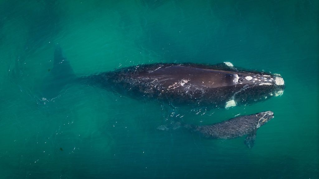avistamiento-cetaceos-referencial (foto de Álex Sánchez) avistamiento-cetaceos-referencial (foto de Álex Sánchez)