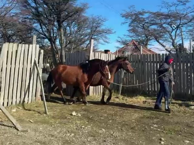 CABALLOS DEVUELTOS TRAS PAGO DE MANTENCIÓN (3)