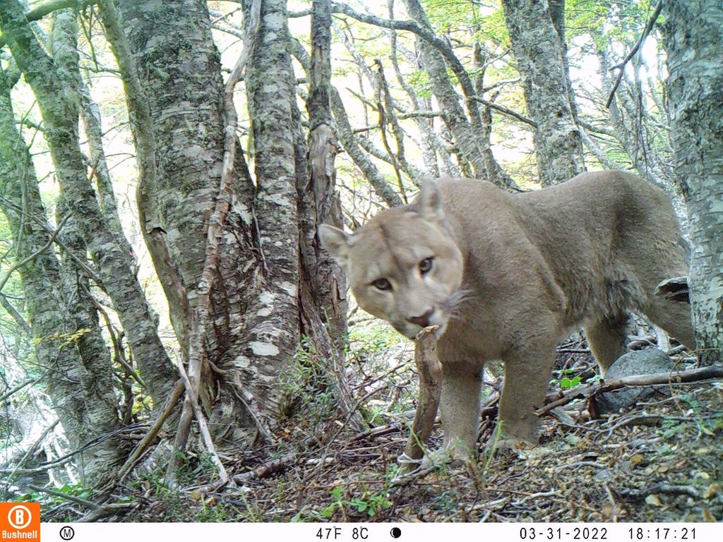 puma_52823907472_o puma_52823907472_o