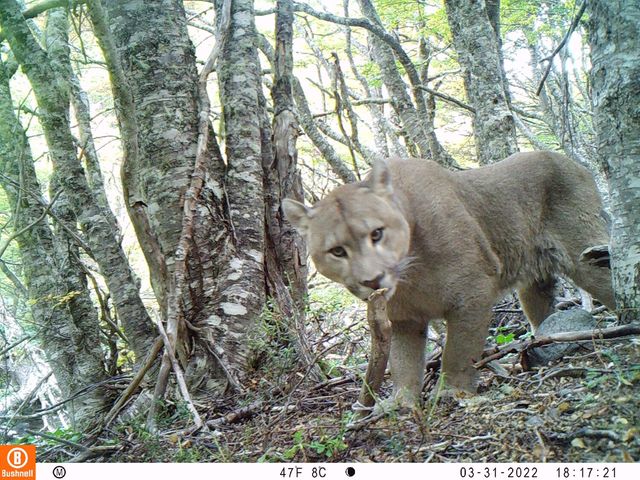 puma_52823907472_o puma_52823907472_o