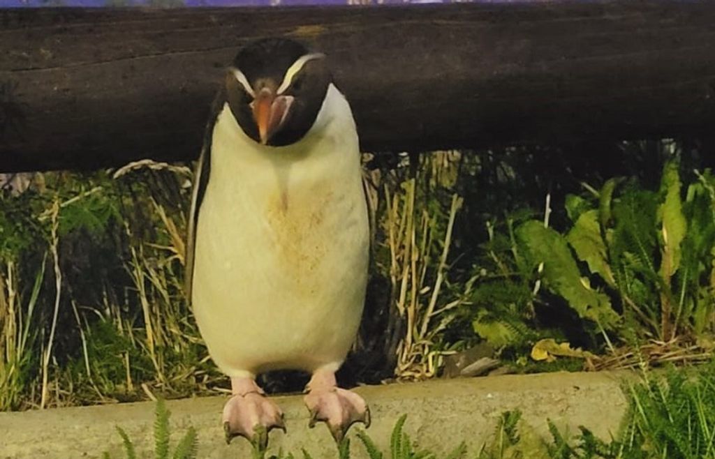 Pingüino de Snare Enero Pingüino de Snare Enero