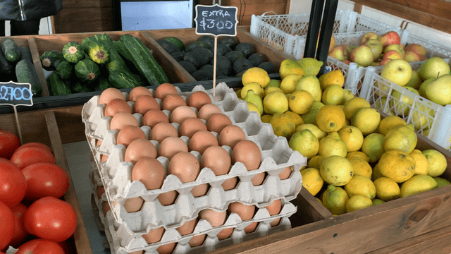 mundoagricola mundoagricola