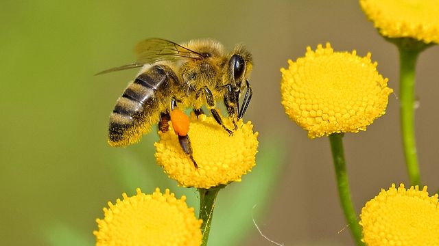 ABEJAS ABEJAS