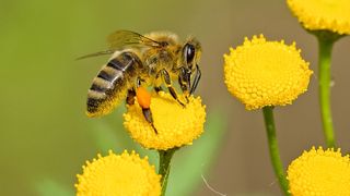 ABEJAS ABEJAS