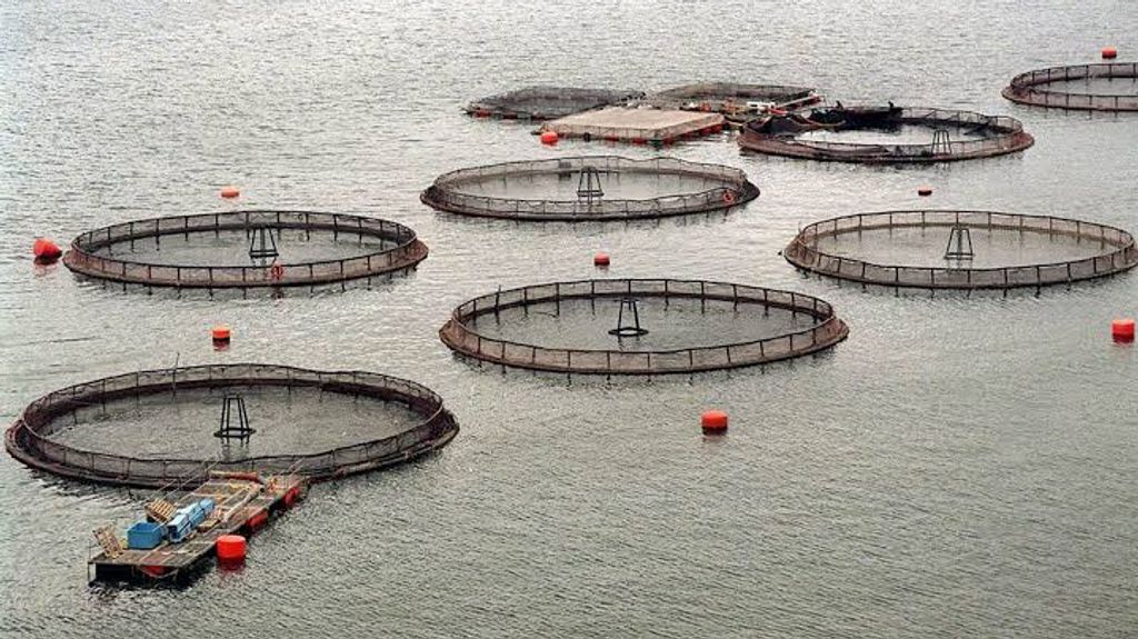 salmoneras salmoneras