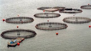 salmoneras