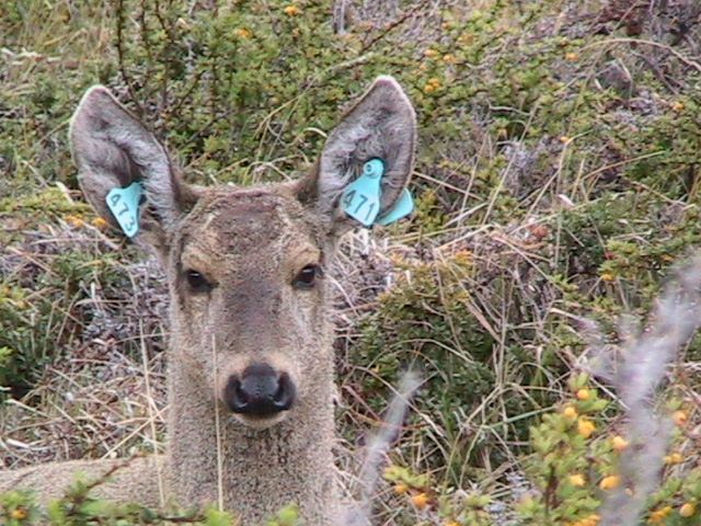 Huemul Juanita 1año 1 mes
