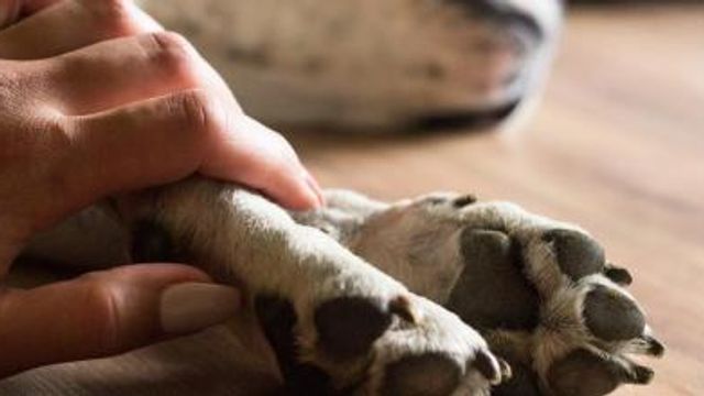 recomendaciones perro fallecimiento