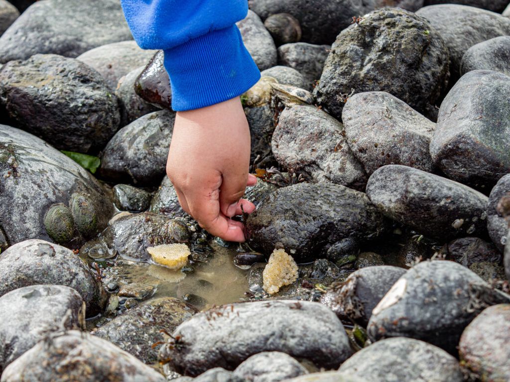 extraccion-de-pirenes-en-corralitos-1170x780 extraccion-de-pirenes-en-corralitos-1170x780