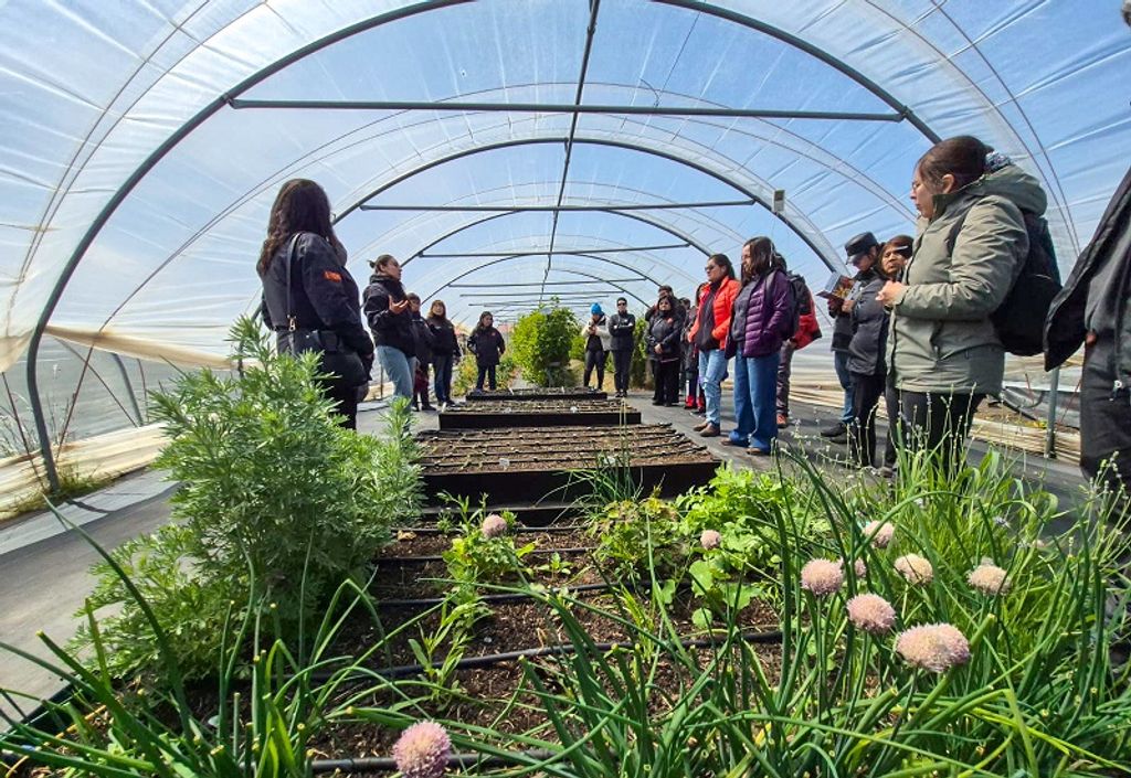 INIA Kampenaike 01 INIA Kampenaike 01