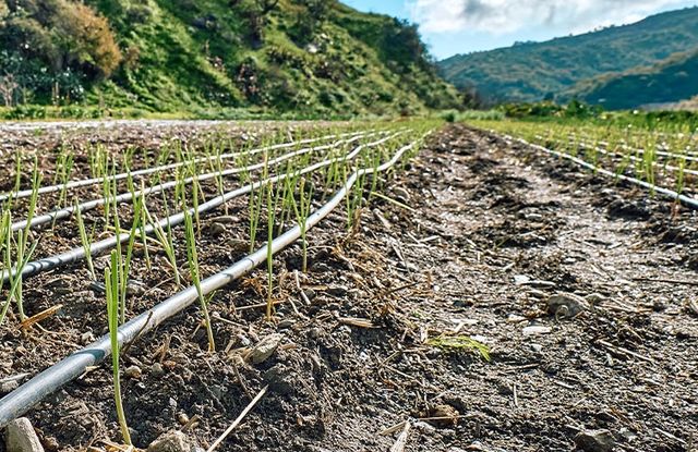 riego-por-goteo riego-por-goteo