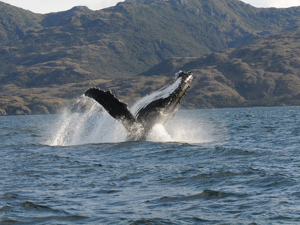 Ballena jorobada_ Magallanes_Juan Capella