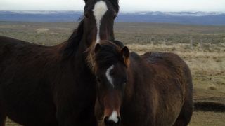 Caballos 1