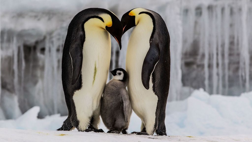 pingüino emperador pingüino emperador