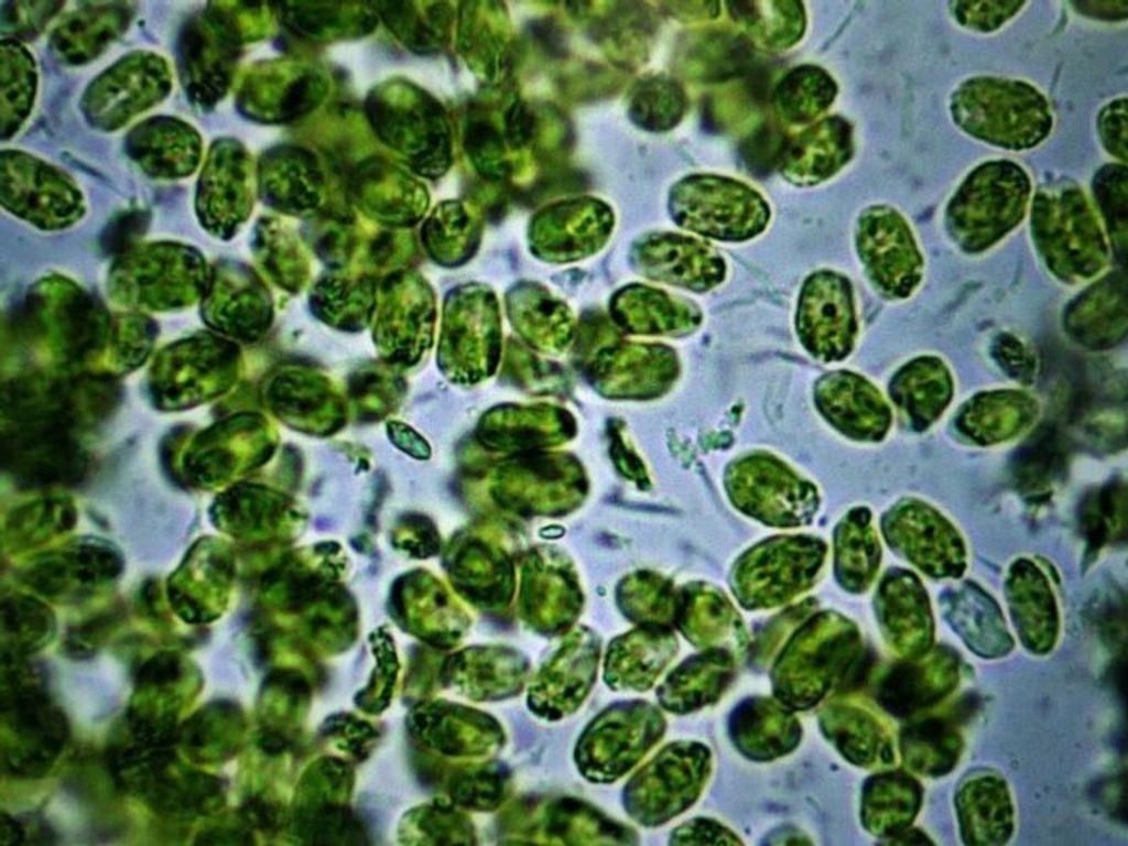 biotecnologicapatagonia biotecnologicapatagonia