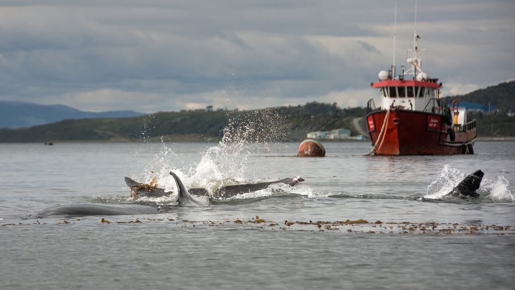 Puerto Williams Bay_Event1_Omar Barroso (2) Puerto Williams Bay_Event1_Omar Barroso (2)