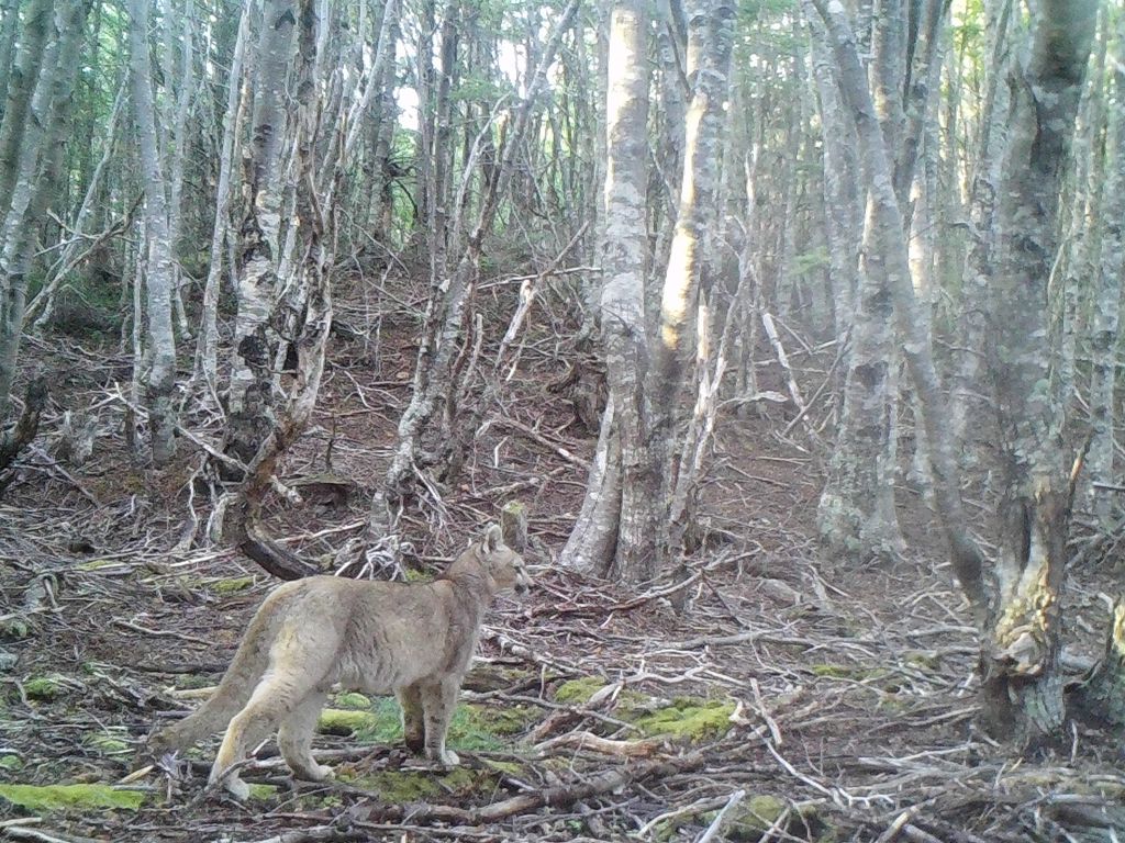 Cachorro de puma hallado en RN Magallanes por cámara trampa Cachorro de puma hallado en RN Magallanes por cámara trampa