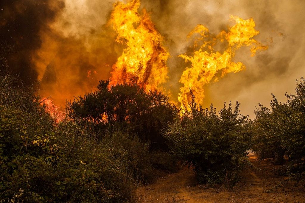 GPCH Incendios forestales Chile (3) © Cristobal Olivares Greenpeace