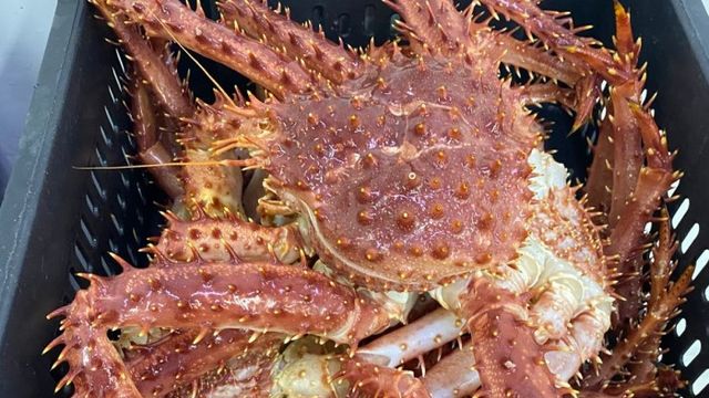 la-centolla-es-uno-de-los-productos-de-exportación-de-magallanes