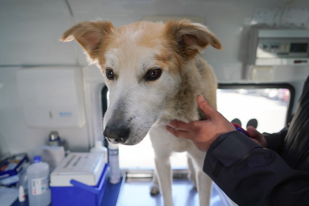 Operativo Canino Móvil (2)