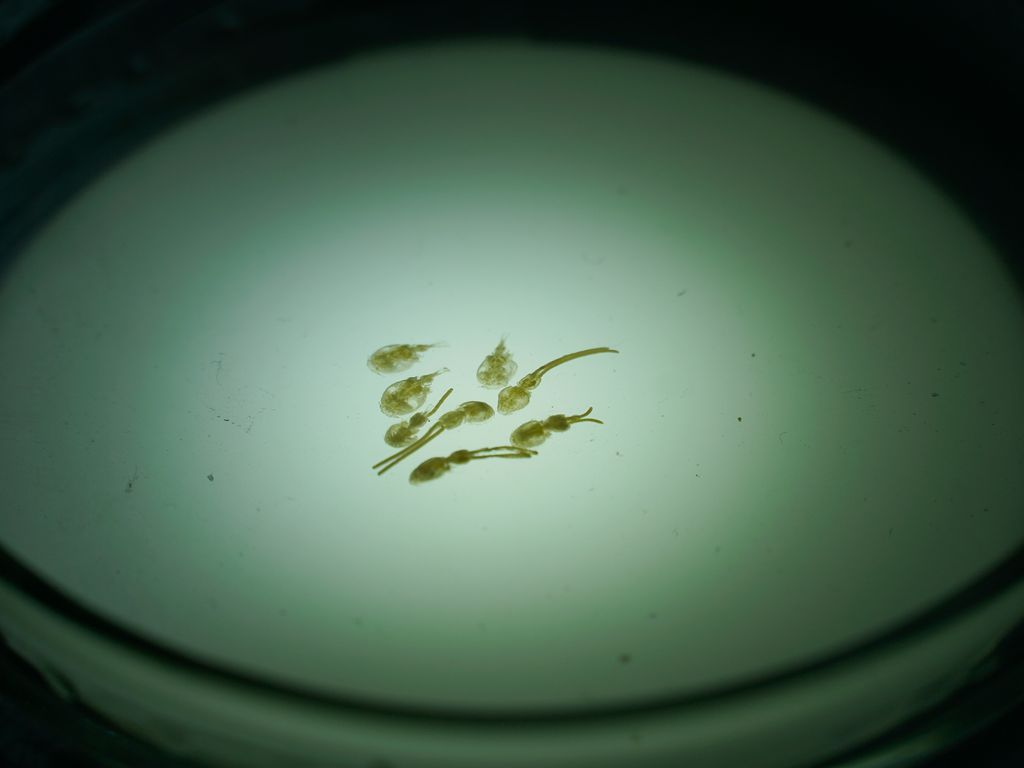 009 009